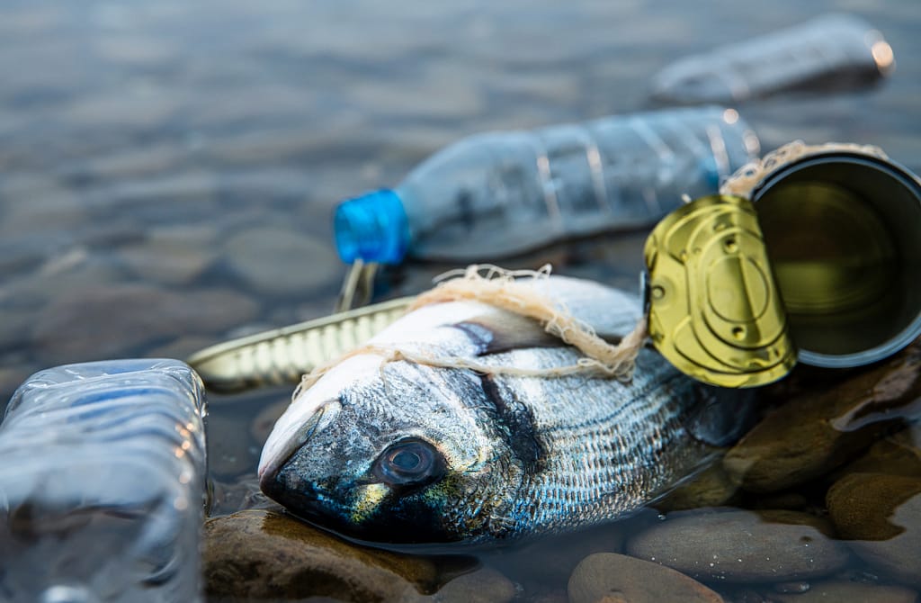 Plastic in ons bloed, vis dood op strand tussen blik en petfles