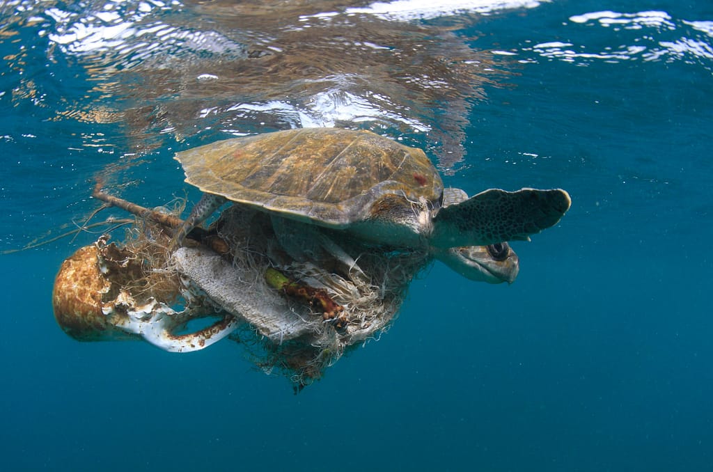 schildpad verwikkeld in afval in de zee