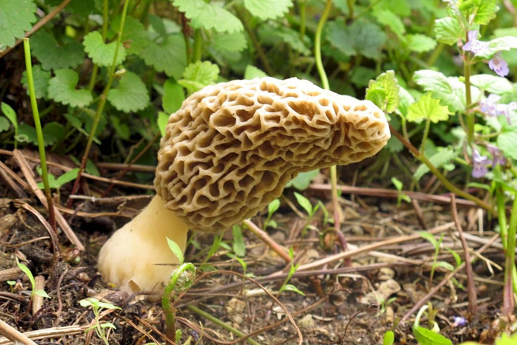 Morieljes (een sponsachtig type zakjeszwam) in de grond Wellnesstrends