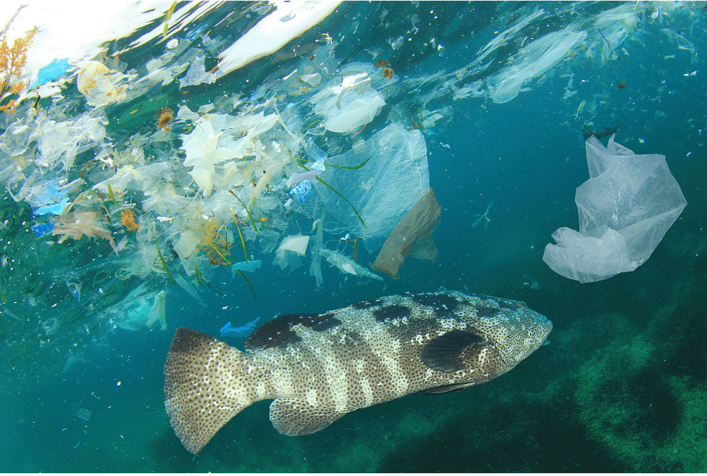 Dode vis tussen afval in de zee, plastic in ons bloed