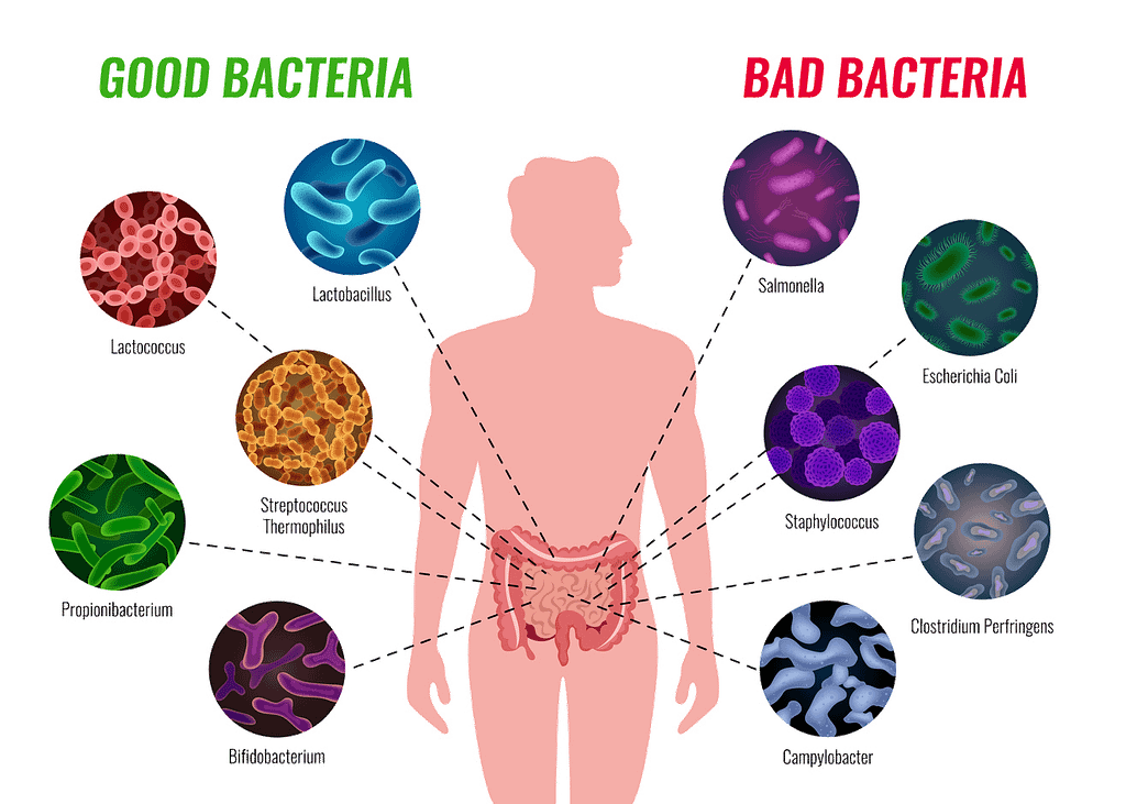 Goede en slechte bacteriën, probiotica