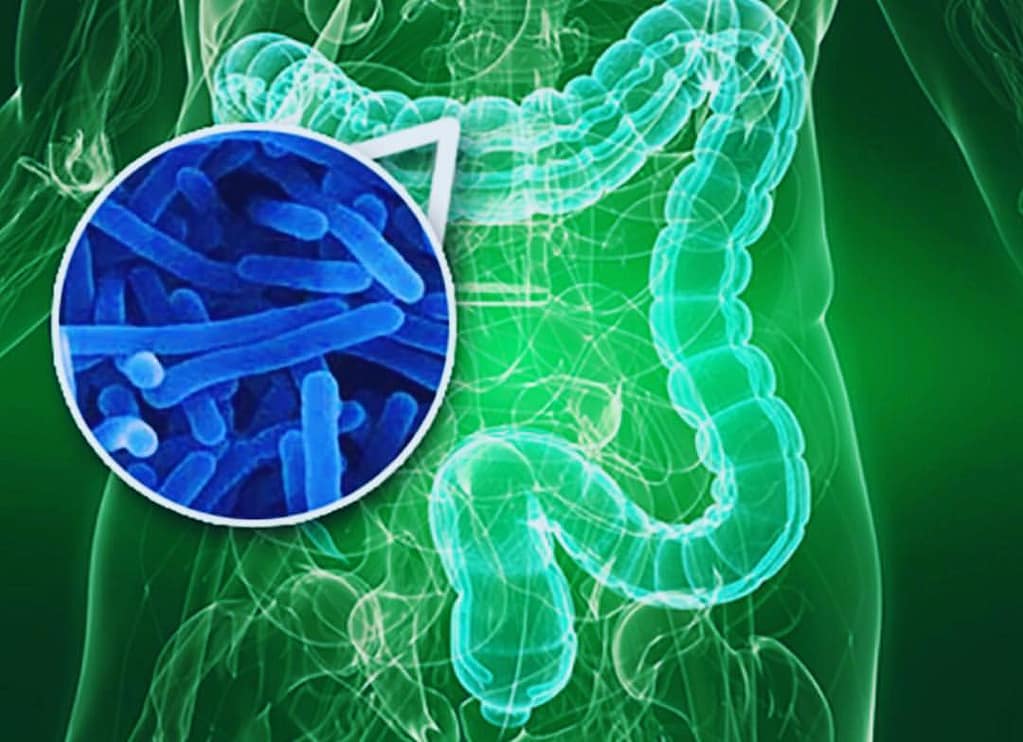 Prebiotica in de darmen