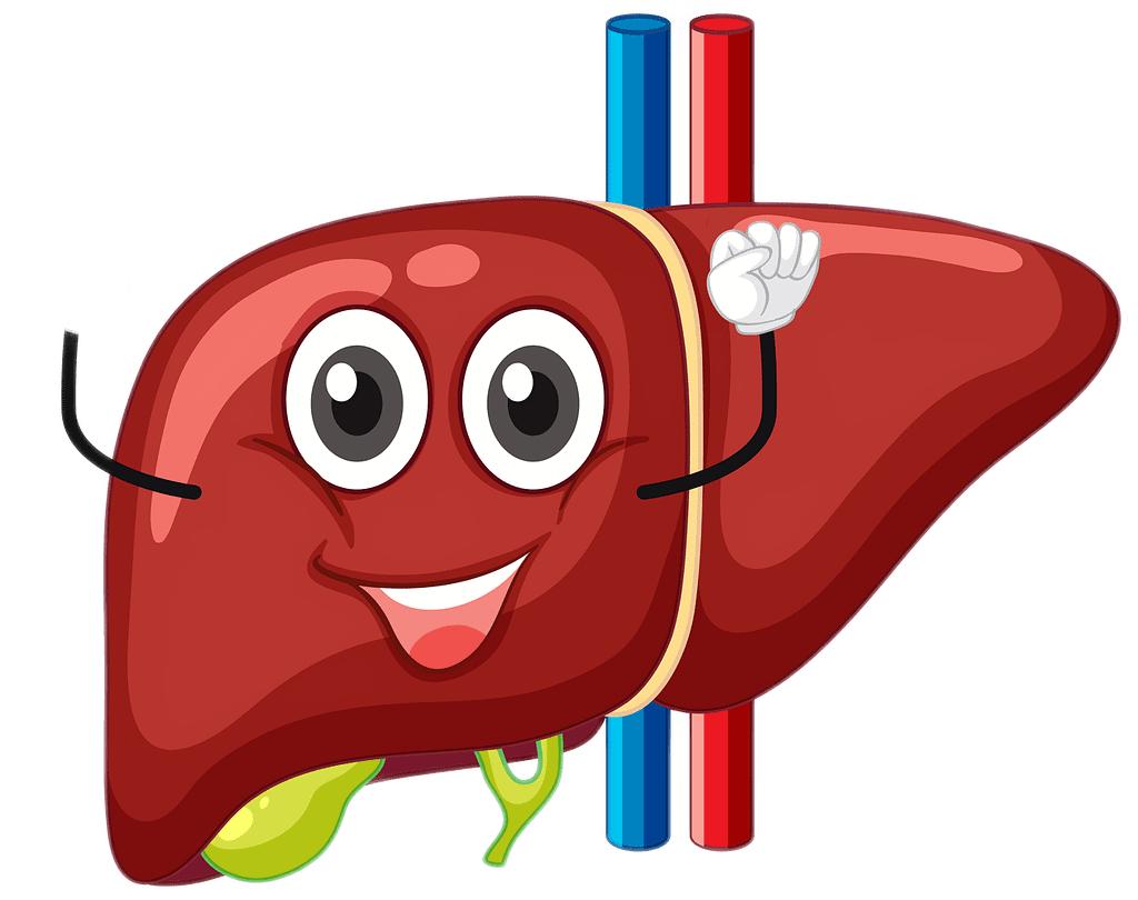 Een gelukkige lever, detoxen