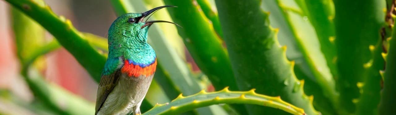 Aloe Vera Uitgelichte afbeelding