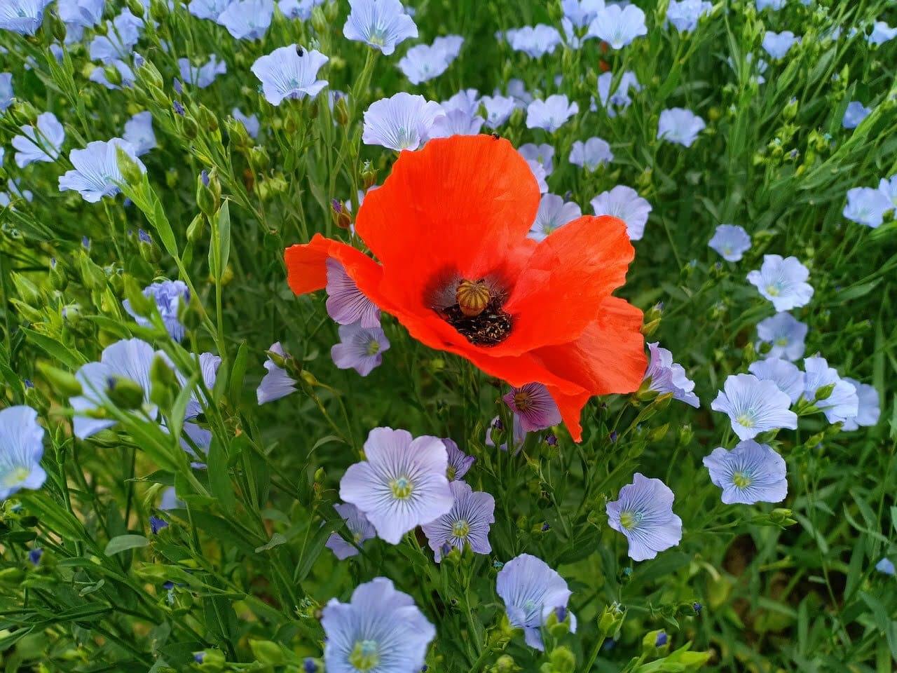 Hoe gezond is lijnzaad uitgelichte afbeelding