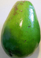 Florida avocado