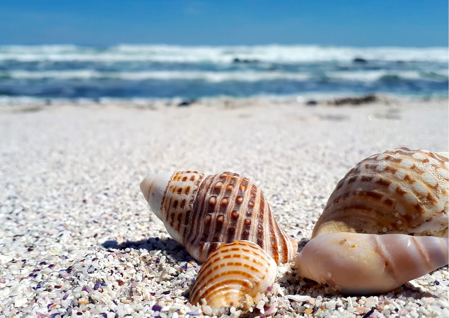 Wat is Calciumcarbonaat komt voor in schelpen