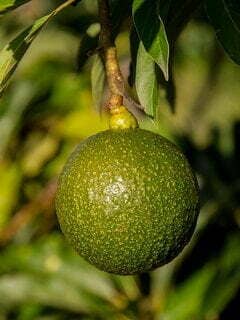 Reed avocado