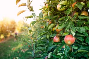 Appels als ontstekingsremmende voedingsmiddelen