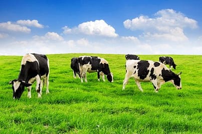 Grazende koeien in de weide, transvetten eten