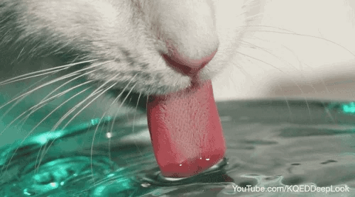 Poes drinkt water