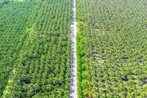 luchtzicht van palmplantages