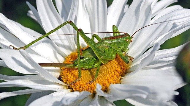 Insecten eten uitgelichte afbeelding