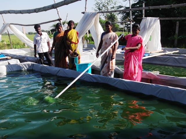 Kweken van spirulina 4