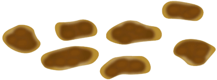 Gezonde ontlasting Type 5