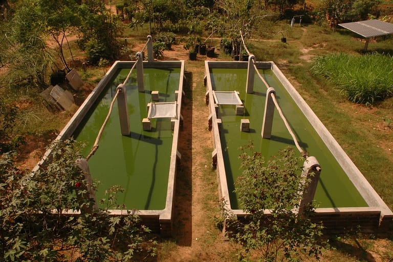 Kweken van spirulina 2