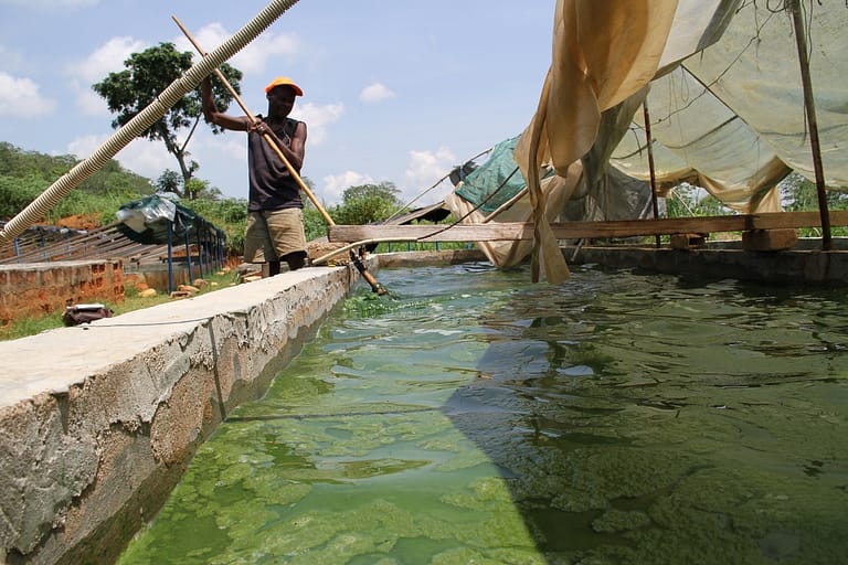 Kweken van spirulina