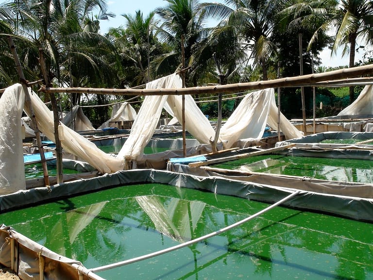 Kweken van spirulina 3