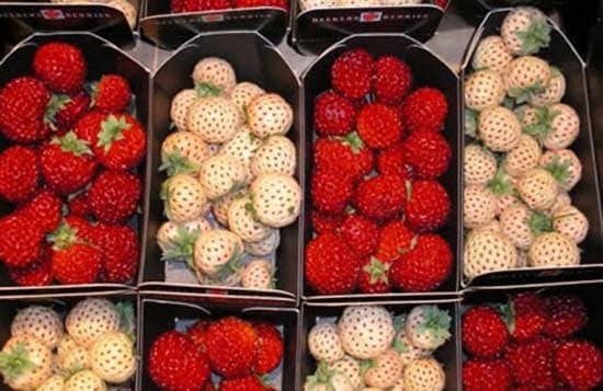 Ananas aardbei of pineberry (witte aardbeien) wellnesstrends